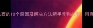 小狗不吃东西的10个原因及解决方法新手养狗必看附真实案例分享