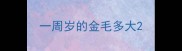 一周岁的金毛多大