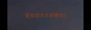 金毛幼犬总爱睡觉