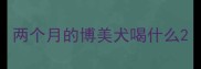 两个月的博美犬喝什么