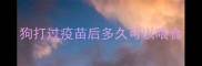 狗打过疫苗后多久可以喂食