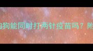 幼犬必看狗狗能同时打两针疫苗吗附超全接种指南