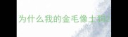 为什么我的金毛像土狗