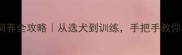 北京边牧饲养全攻略从选犬到训练手把手教你科学养边牧