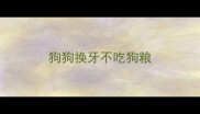 狗狗换牙不吃狗粮
