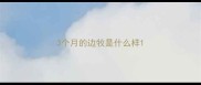 3个月的边牧是什么样