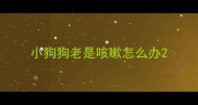 小狗狗老是咳嗽怎么办