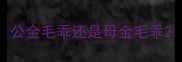 公金毛乖还是母金毛乖