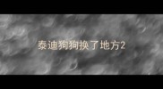 泰迪狗狗换了地方
