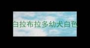 白拉布拉多幼犬白色