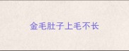 金毛肚子上毛不长