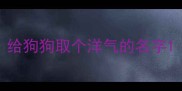给狗狗取个洋气的名字