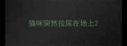 猫咪突然拉尿在地上
