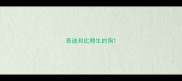 泰迪和比熊生的狗