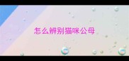 怎么辨别猫咪公母