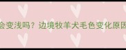边境牧羊犬毛色会变浅吗边境牧羊犬毛色变化原因及科学养护指南