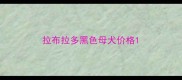 拉布拉多黑色母犬价格