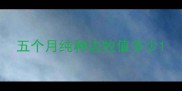 五个月纯种边牧值多少