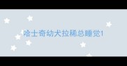 哈士奇幼犬拉稀总睡觉