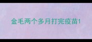 金毛两个多月打完疫苗