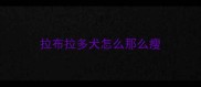 拉布拉多犬怎么那么瘦