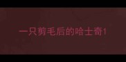 一只剪毛后的哈士奇