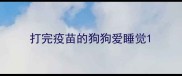 打完疫苗的狗狗爱睡觉