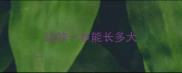 边牧一岁能长多大