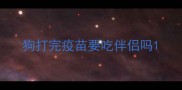 狗打完疫苗要吃伴侣吗