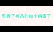 狗做了疫苗的细小病毒了