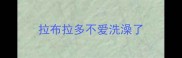 拉布拉多不爱洗澡了