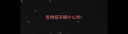 宠物貂耳螨什么样