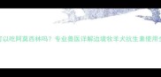 边牧可以吃阿莫西林吗专业兽医详解边境牧羊犬抗生素使用全指南