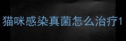 猫咪感染真菌怎么治疗