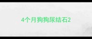 4个月狗狗尿结石