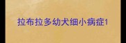 拉布拉多幼犬细小病症