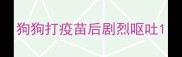 狗狗打疫苗后剧烈呕吐