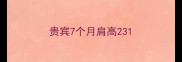 贵宾7个月肩高23