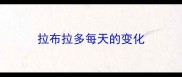 拉布拉多每天的变化