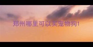 郑州哪里可以买宠物狗