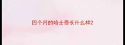 四个月的哈士奇长什么样