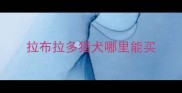 拉布拉多猎犬哪里能买