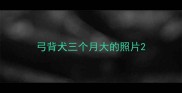 弓背犬三个月大的照片