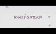 拉布拉多在家里洗澡