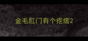 金毛肛门有个疙瘩