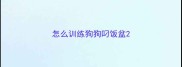 怎么训练狗狗叼饭盆
