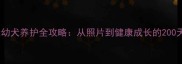 金毛犬幼犬养护全攻略从照片到健康成长的200天记录
