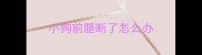小狗前腿断了怎么办