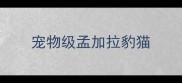 宠物级孟加拉豹猫