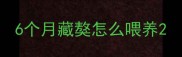 6个月藏獒怎么喂养